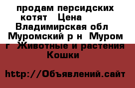 продам персидских котят › Цена ­ 500 - Владимирская обл., Муромский р-н, Муром г. Животные и растения » Кошки   